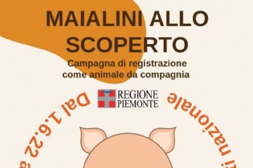 REGISTRAZIONE SUINI D&#39;AFFEZZIONE
